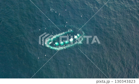 Humpback Whales, Megaptera novaeangliae, Bubble-Net feeding in Donegal Bay, Ireland 130343823