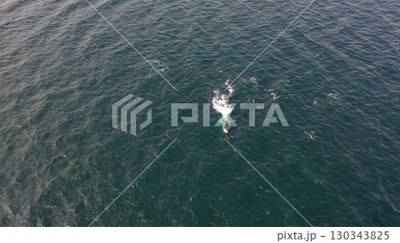 Aerial view of fin whale, Balaenoptera physalus, feeding in Donegal Bay, Ireland 130343825