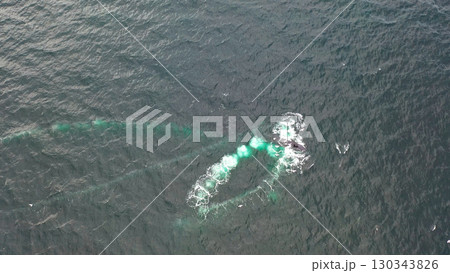 Humpback Whales, Megaptera novaeangliae, Bubble-Net feeding in Donegal Bay, Ireland 130343826