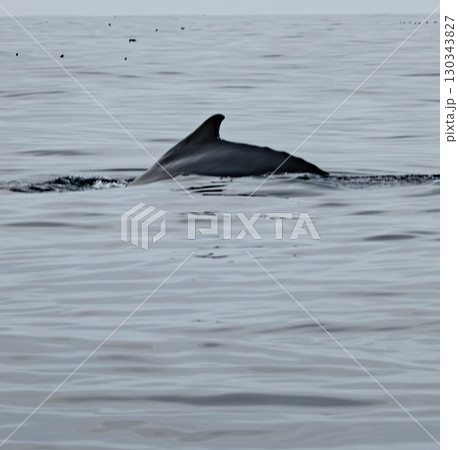 Humpback Whale, Megaptera novaeangliae, showing his dorsal fin in Donegal Bay, Ireland 130343827
