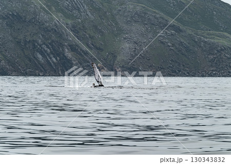 Humpback Whale, Megaptera novaeangliae, showing his fins and fluke in Donegal Bay, Ireland 130343832