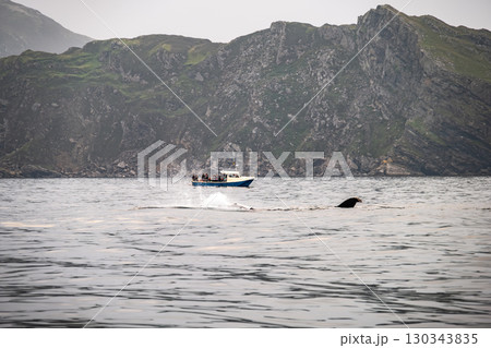Humpback Whale, Megaptera novaeangliae, flipper flapping in Donegal Bay with boat in the background, Ireland 130343835