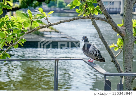 公園のハト 公園のハト 130343944