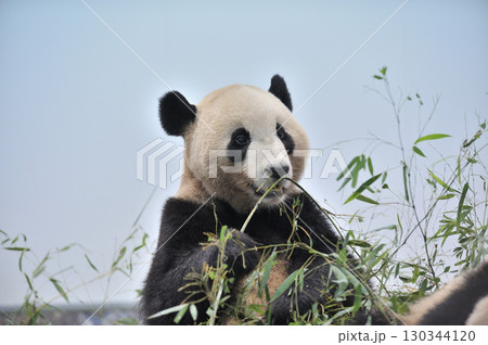 おいしそうに竹を食べる永浜 おいしそうに竹を食べる永浜 130344120