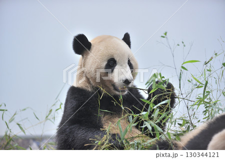 おいしそうに竹を食べる永浜 130344121