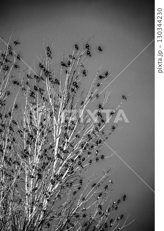 Birds gather in a bare tree against a clear sky during late afternoon hours in a tranquil outdoor setting 130344230