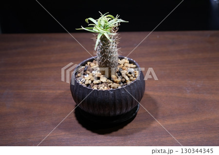 実生のパキポディウム・グラキリス(コーデックス)の鉢植えクローズアップ 実生のパキポディウム・グラキリス(コーデックス)の鉢植えクローズアップ 130344345