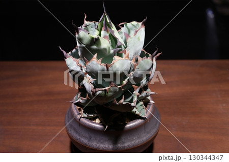 木製テーブルに置いたアガベブラック＆ブルーの鉢植えをスポットライトで強調したクローズアップ 130344347