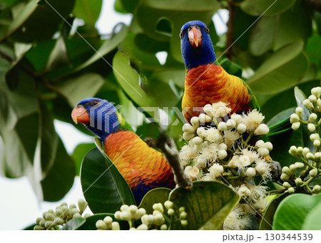 　オーストラリア、熱帯雨林の思い出。 130344539