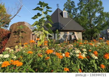 マリーゴールドが咲き誇る浮間公園入口 130344721