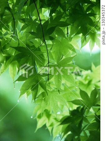 Dictionary of Materials Vol.122 Four Seasons. Scenery of Japan. High quality photo Dictionary of Materials Vol.122 Four Seasons. Scenery of Japan. High quality photo 130345372
