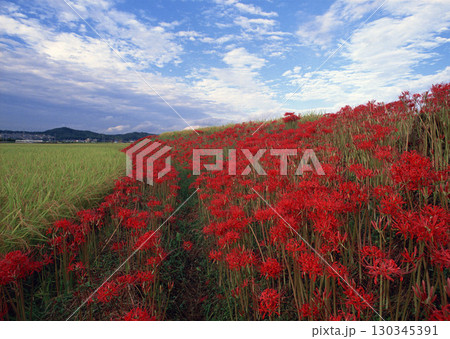 Dictionary of Materials Vol.122 Four Seasons. Scenery of Japan. High quality photo Dictionary of Materials Vol.122 Four Seasons. Scenery of Japan. High quality photo 130345391