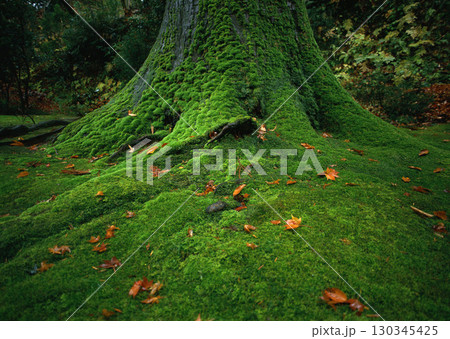 Dictionary of Materials Vol.122 Four Seasons. Scenery of Japan. High quality photo Dictionary of Materials Vol.122 Four Seasons. Scenery of Japan. High quality photo 130345425