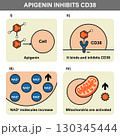 Apigenin Boosts Mitochondria by Inhibiting CD38 Enzyme 130345444
