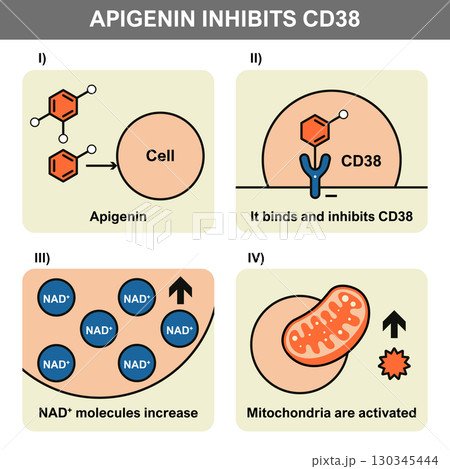 Apigenin Boosts Mitochondria by Inhibiting CD38 Enzyme 130345444