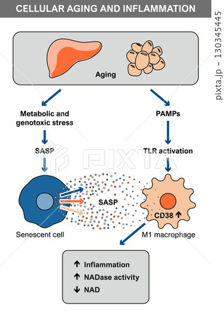 Cellular Aging and Inflammation with SASP and CD38 130345445