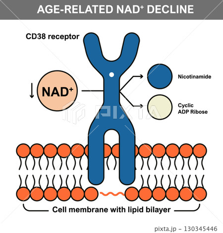 Age-Related NAD Plus Decline and CD38 Receptor Diagram Age-Related NAD Plus Decline and CD38 Receptor Diagram 130345446