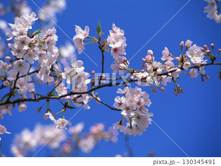 Dictionary of Materials Vol.122 Four Seasons. Scenery of Japan. High quality photo 130345491