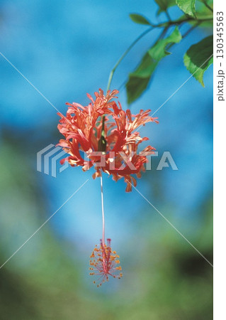 Hanging red flower. High quality photo Hanging red flower. High quality photo 130345563