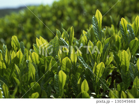 Tea garden field. High quality photo Tea garden field. High quality photo 130345668
