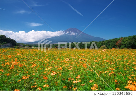 山梨県花の都公園前のキバナコスモス畑と富士山 130345686