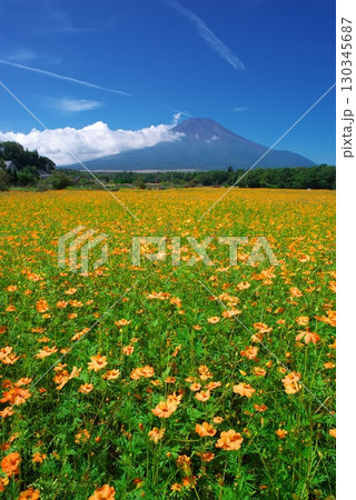 山梨県花の都公園前のキバナコスモス畑と富士山 130345687
