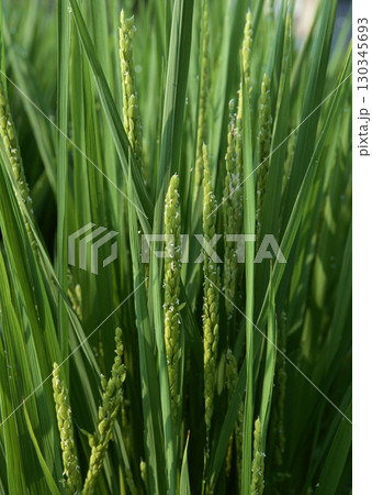 Close up of Developing Grain. High quality photo 130345693