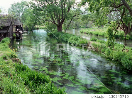 Peaceful Lake with Lily Pads. High quality photo 130345710