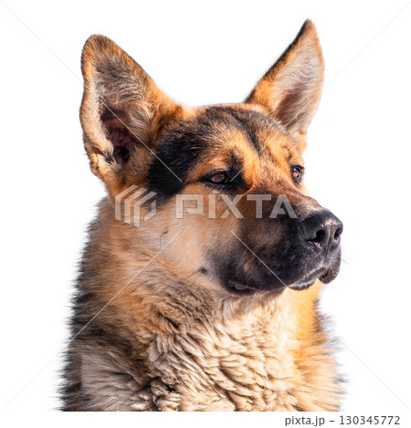 Portrait of german shepherd isolate on white background 130345772