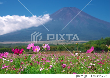 山梨県花の都公園前のコスモス畑と富士山 130345776