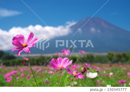 山梨県花の都公園前のコスモス畑と富士山 山梨県花の都公園前のコスモス畑と富士山 130345777