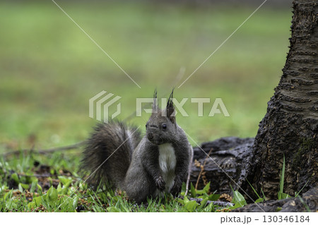 春のエゾリスたち 130346184