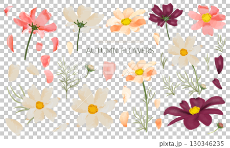 Background material of cosmos flowers painted by watercolor 130346235