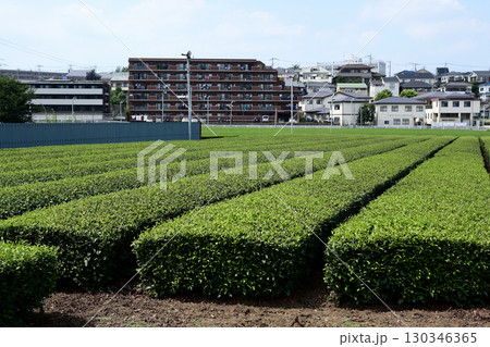 狭山茶の茶畑 130346365