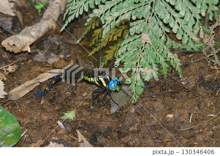 産卵中のヤブヤンマ 130346406