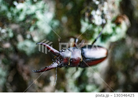 ノコギリクワガタ クワガタ 昆虫 夏 クヌギ 生物 ノコギリクワガタ クワガタ 昆虫 夏 クヌギ 生物 130346425