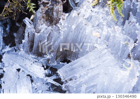 冬の寒い朝の霜柱 130346490