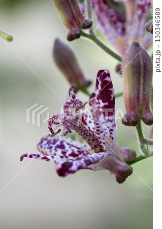 満開の紫色のホトトギス 130346509