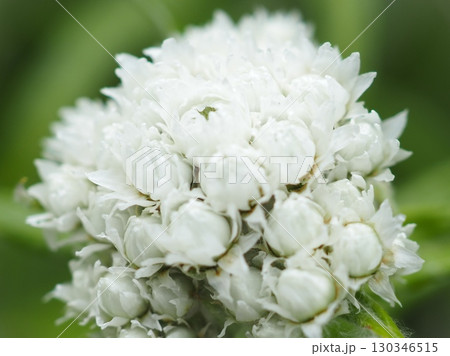 ヤマハハコの蕾から開花へ(20250822133925) ヤマハハコの蕾から開花へ(20250822133925) 130346515