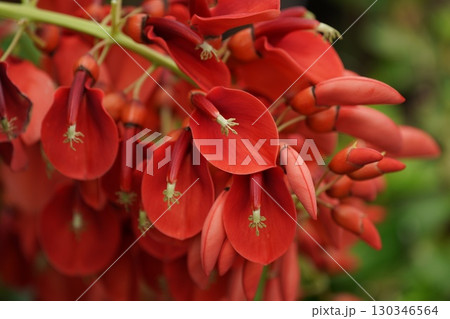 アメリカデイゴの花 アメリカデイゴの花 130346564