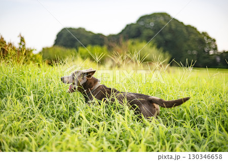 草原で草を食べる犬 犬 草原 ペット 食べる 動物 干支 十二支 ピットブル 草原で草を食べる犬 犬 草原 ペット 食べる 動物 干支 十二支 ピットブル 130346658