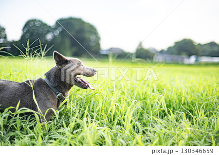 草原で草を食べる犬 犬 草原 ペット 食べる 動物 干支 十二支 ピットブル 草原で草を食べる犬 犬 草原 ペット 食べる 動物 干支 十二支 ピットブル 130346659