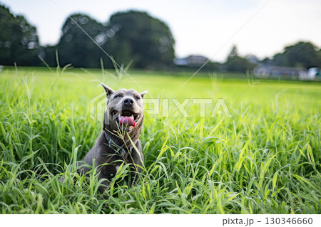 草原で草を食べる犬 犬 草原 ペット 食べる 動物 干支 十二支 ピットブル 草原で草を食べる犬 犬 草原 ペット 食べる 動物 干支 十二支 ピットブル 130346660