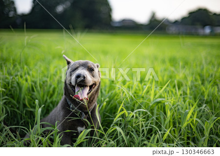 草原で草を食べる犬 犬 草原 ペット 食べる 動物 干支 十二支 ピットブル 草原で草を食べる犬 犬 草原 ペット 食べる 動物 干支 十二支 ピットブル 130346663