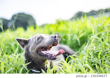 草原で草を食べる犬　犬　草原　ペット　食べる　動物　干支　十二支　ピットブル 130346677