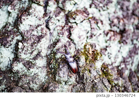 ノコギリクワガタ　クワガタ　昆虫　夏　クヌギ　生物　 130346724