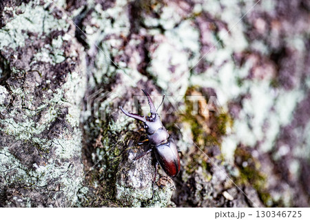 ノコギリクワガタ　クワガタ　昆虫　夏　クヌギ　生物　 130346725