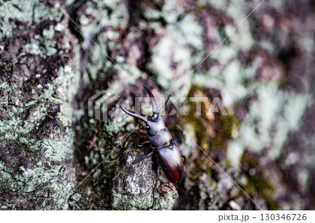 ノコギリクワガタ　クワガタ　昆虫　夏　クヌギ　生物　 130346726