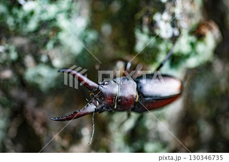 ノコギリクワガタ　クワガタ　昆虫　夏　クヌギ　生物　 130346735