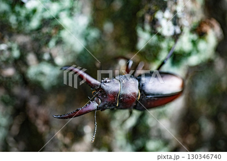 ノコギリクワガタ　クワガタ　昆虫　夏　クヌギ　生物　 130346740